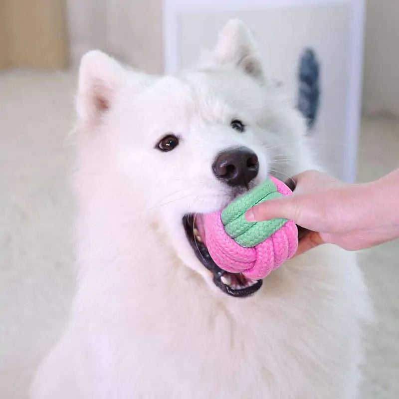 🦴: Pet Dog Chew Toys - Durable Interactive Play Collection