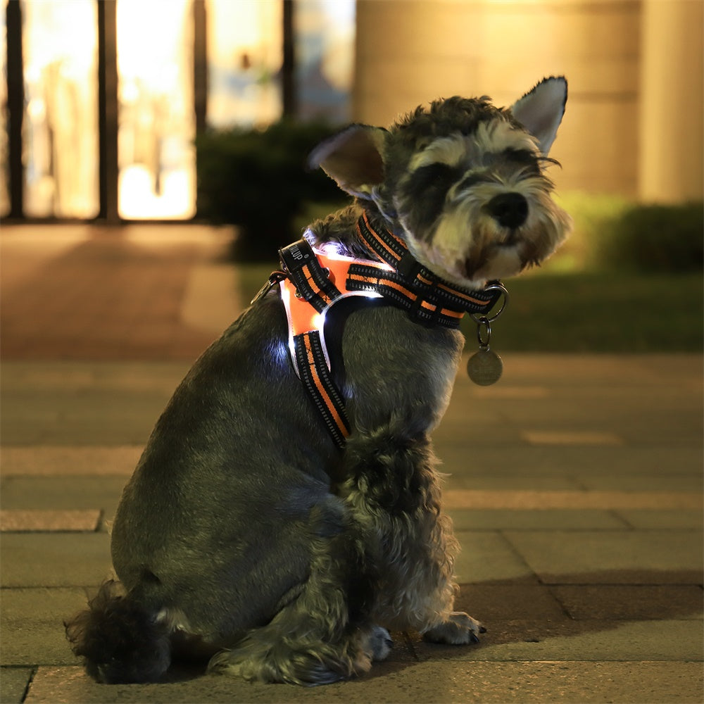🐕: LED Dog Harness & Leash Set with Light-Up Collar – Night Safety Walking Gear