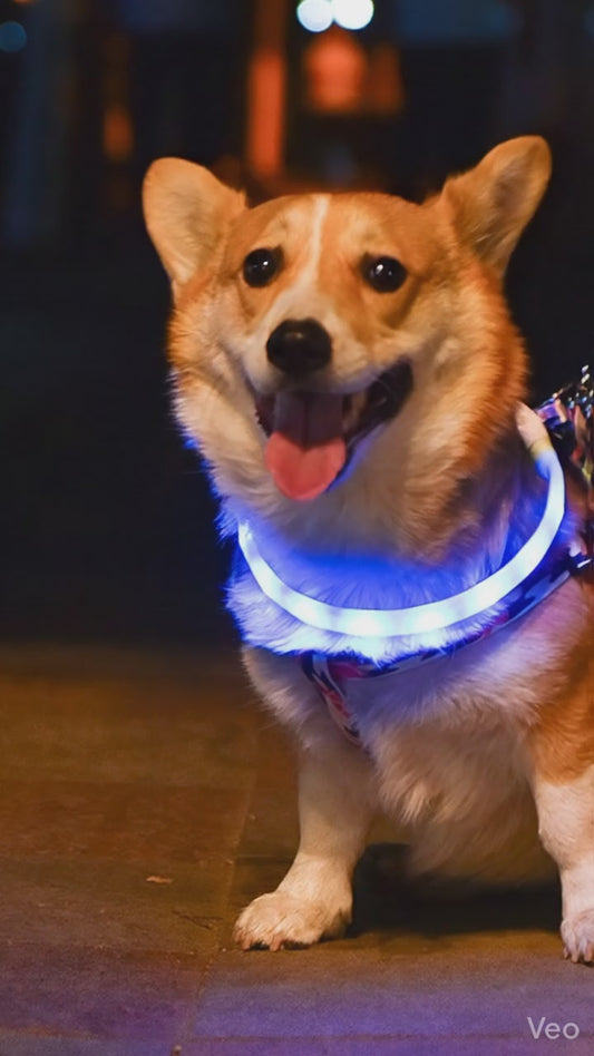 🐕: Luminous LED Dog Collar & Leash – USB Rechargeable Silicone Glow Set for Night Walks