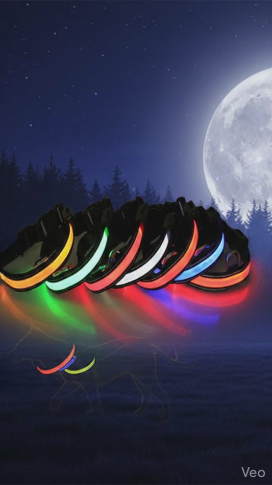 🐕: LED Dog Leash & Fluorescent Dog Collar Set – Glow Safety Walking Set in 6 Colors